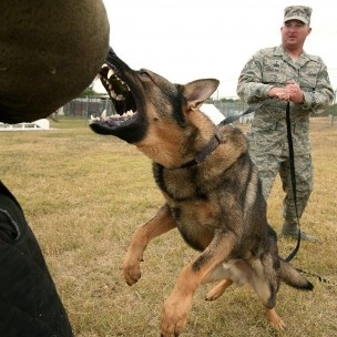 Dog Attack